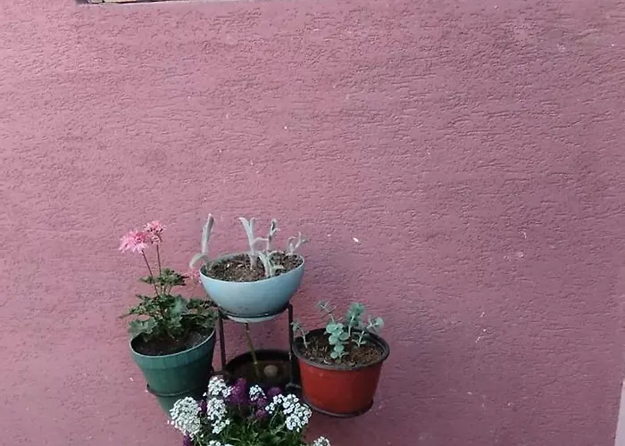 Stancic 019 * Zaječar